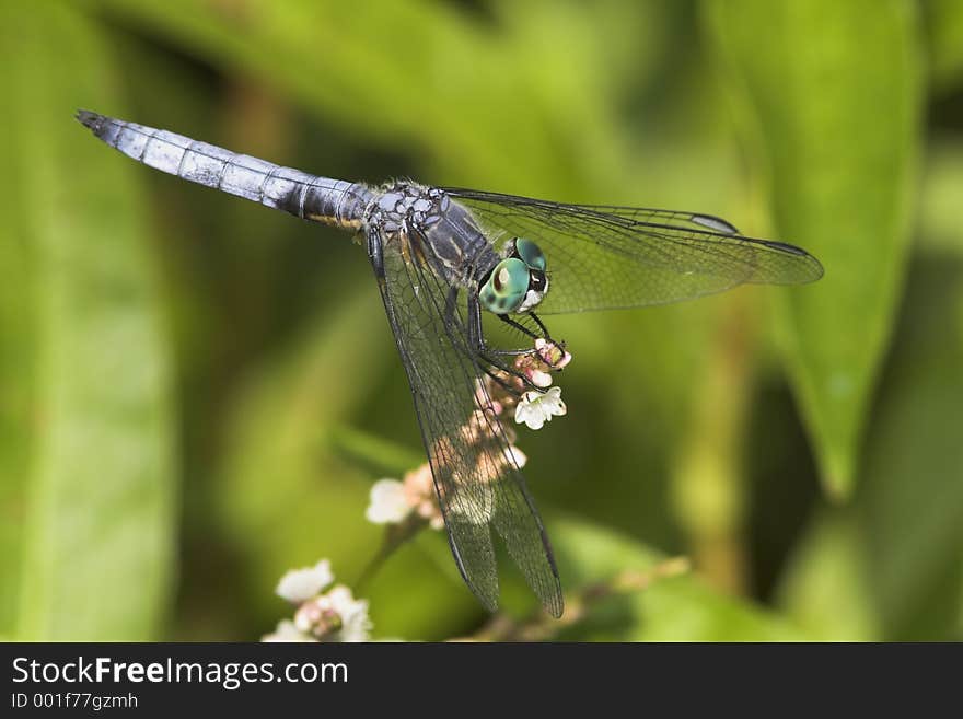 Dragonfly on a flower. Dragonfly on a flower