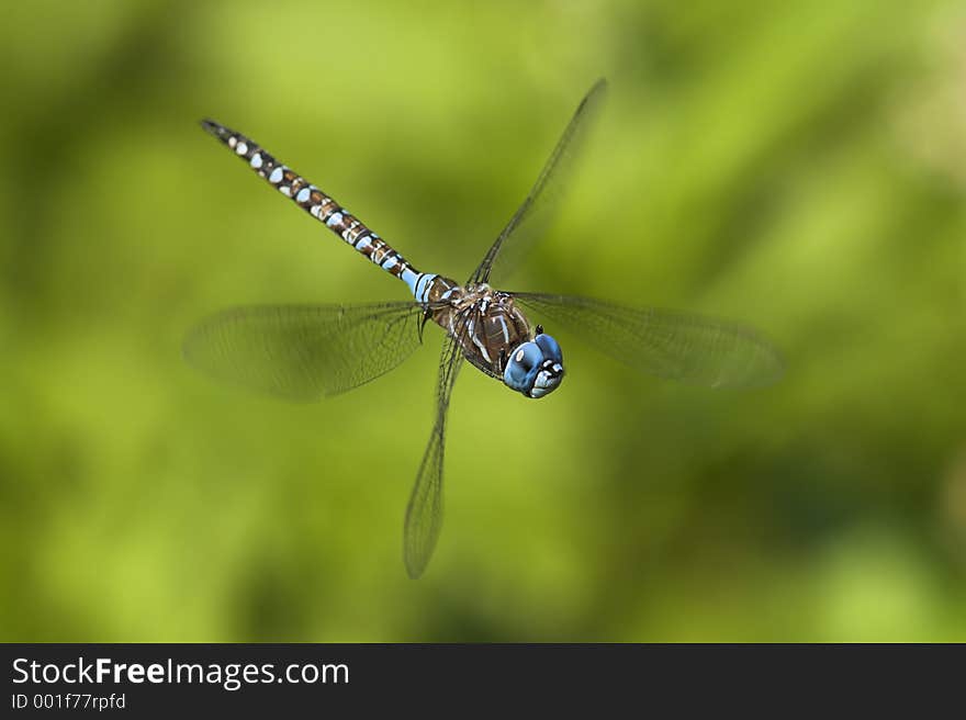 Dragonfly in midair