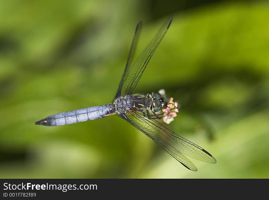 Top view of a dragonfly on a swamp flower. Top view of a dragonfly on a swamp flower