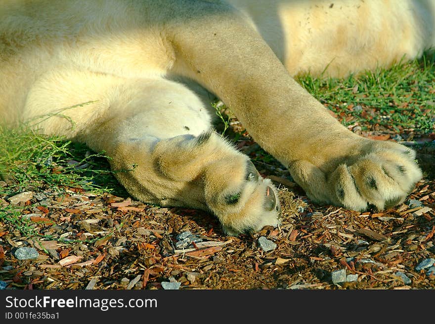 Lioness paw close-up