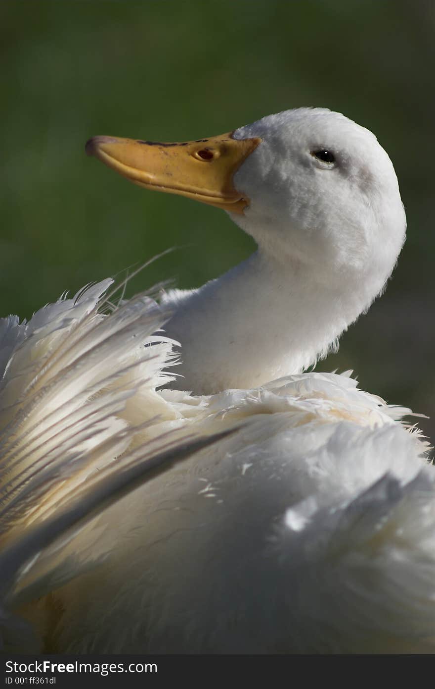 White goose bathing in the sun. White goose bathing in the sun