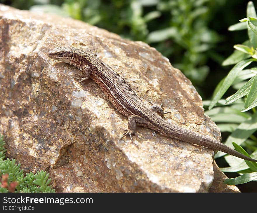 Lizard on a rock 0814_18