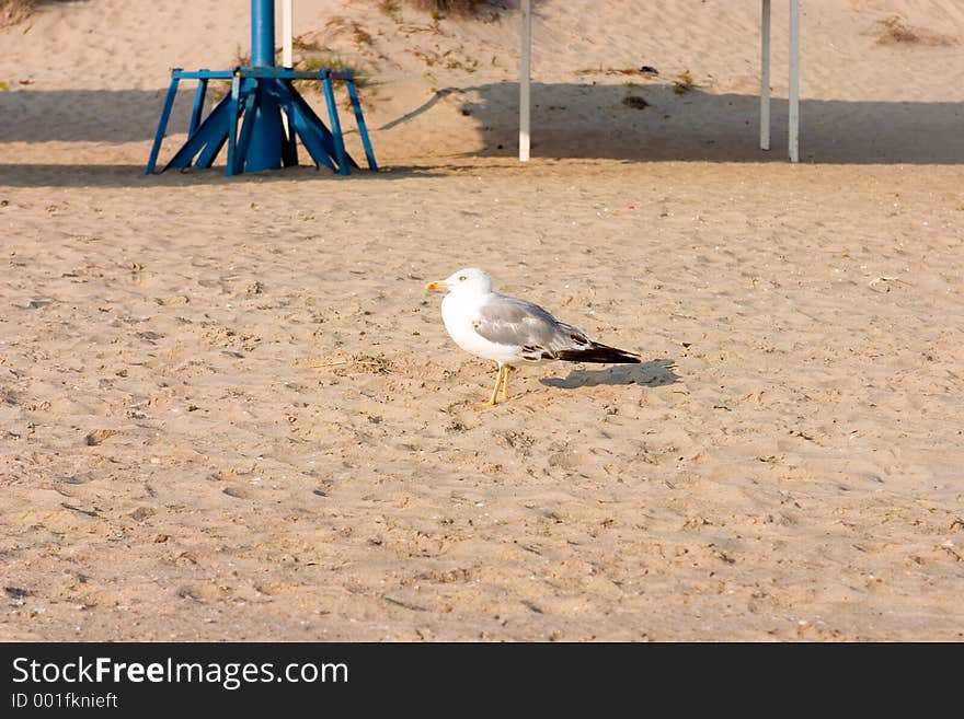 Seagull on the beach