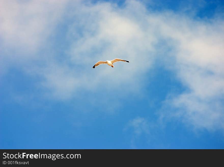 Flying seagull