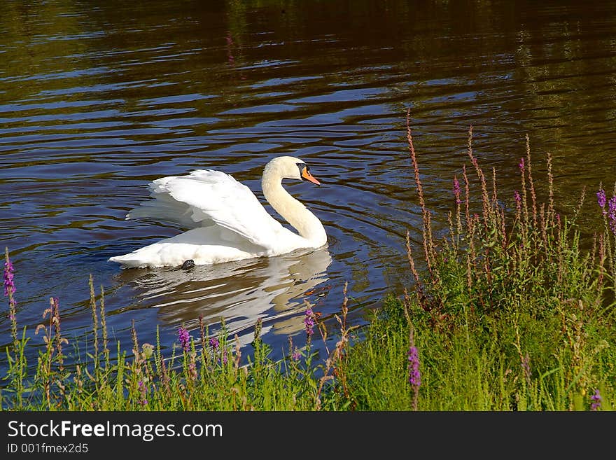 White swan