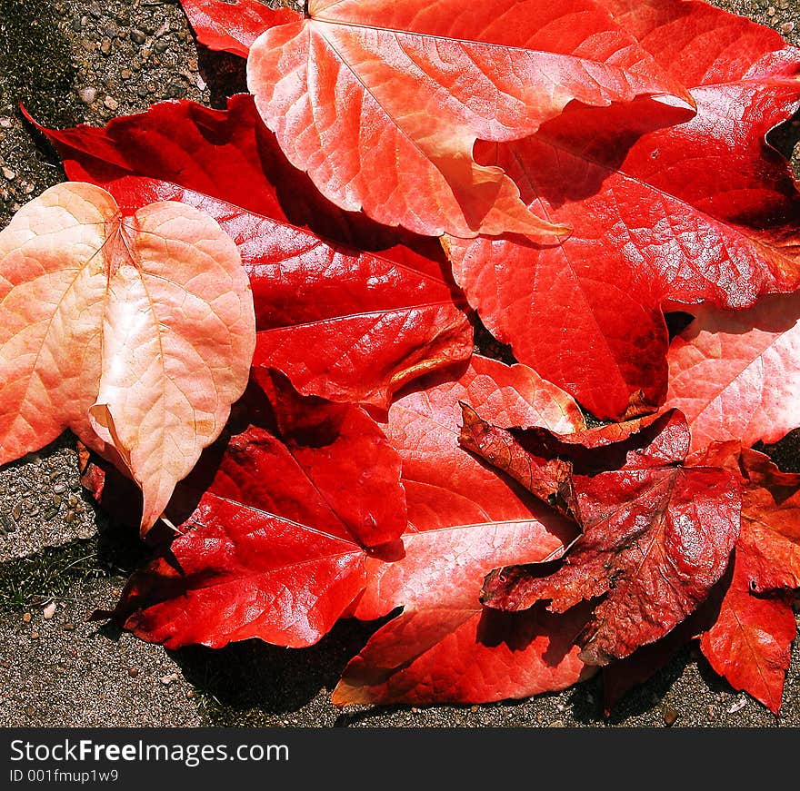 Though autumn did not really begin, these leaves sure are red. Though autumn did not really begin, these leaves sure are red.