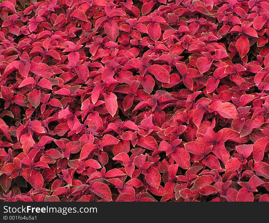 Red leaf background