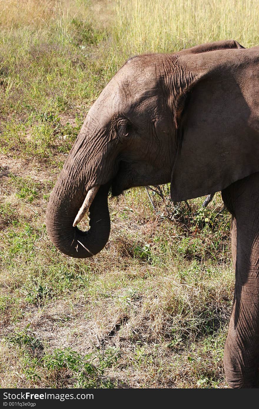 African Elephant in Zimbabwe