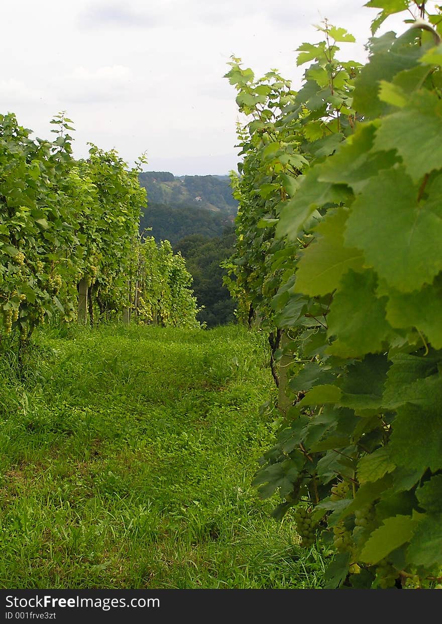 Vineyard in Croatia