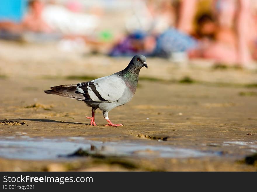 Pigeon on the beach. Pigeon on the beach