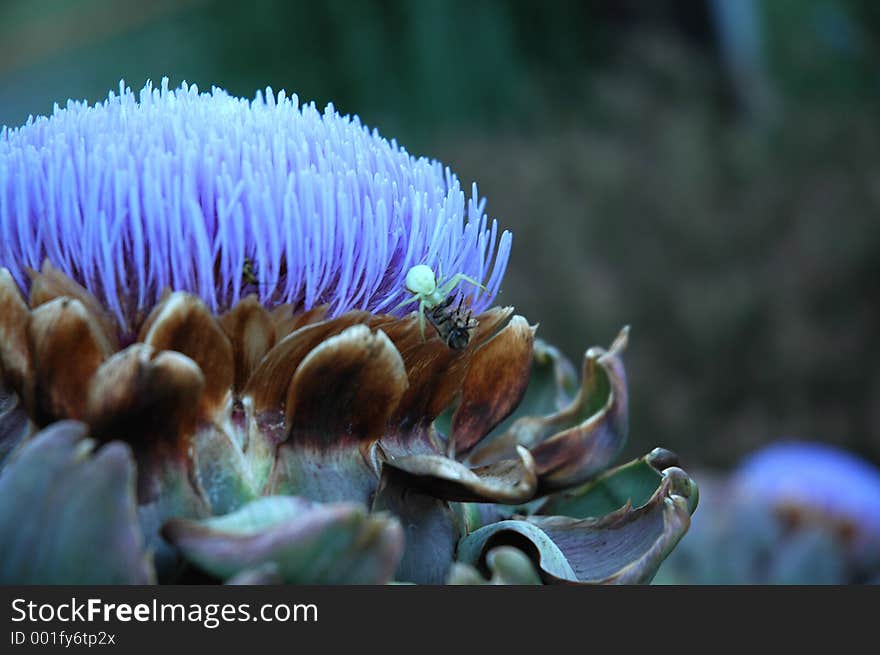 Artichoke Thistle