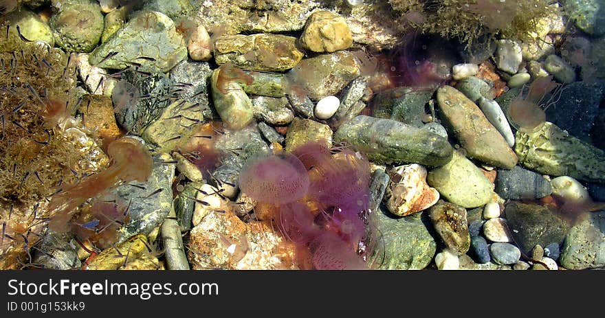 Jelly fishes, fishes, bebbles and sea weed . OLYMPUS DIGITAL CAMERA. Jelly fishes, fishes, bebbles and sea weed . OLYMPUS DIGITAL CAMERA