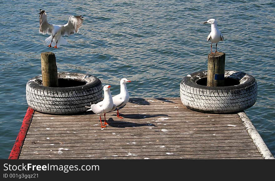 Seagulls. Seagulls