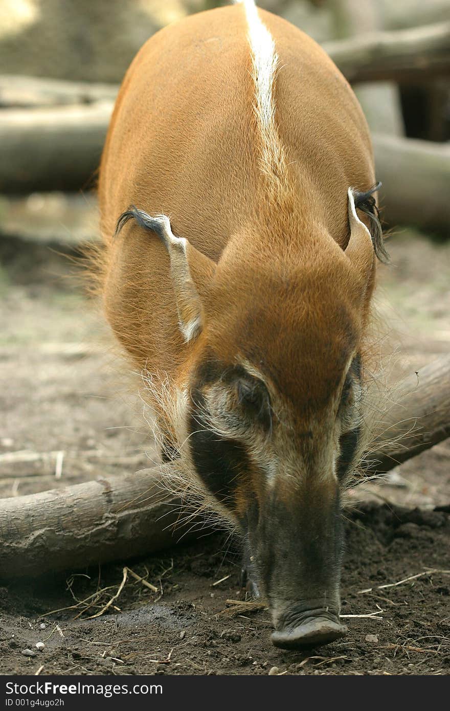 Bronx zoo. Bronx zoo