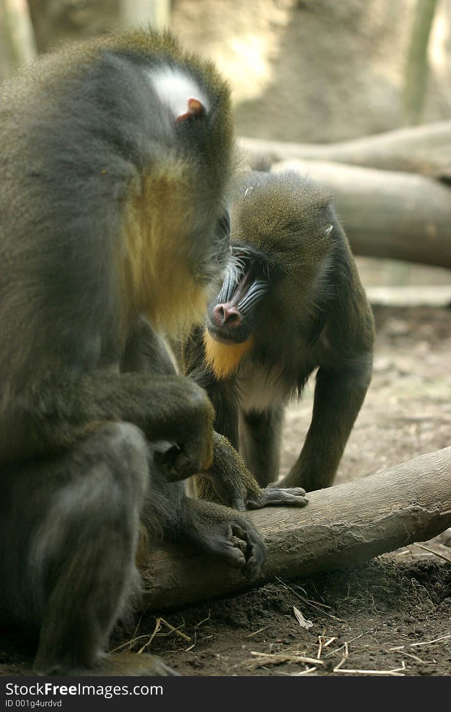 Baboons