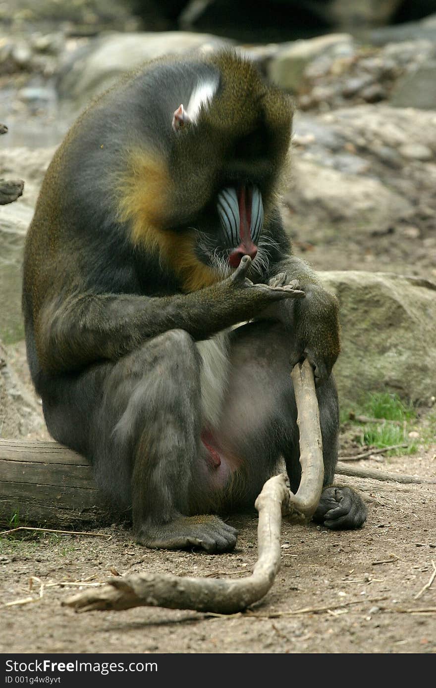 Baboon