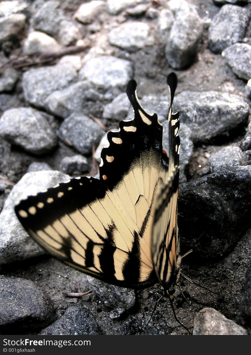 A closeup of a butterfly on gravel. A closeup of a butterfly on gravel.