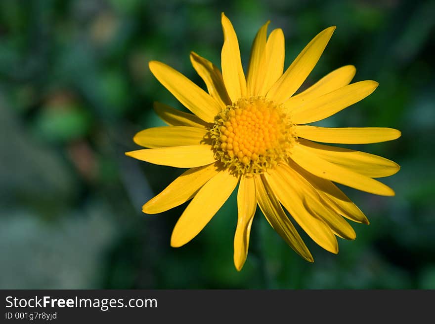 Close Up of Yellow Flower