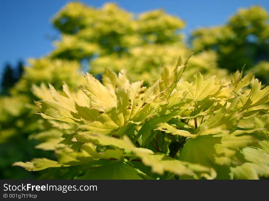 Close Up of Yellow Leaf Tree