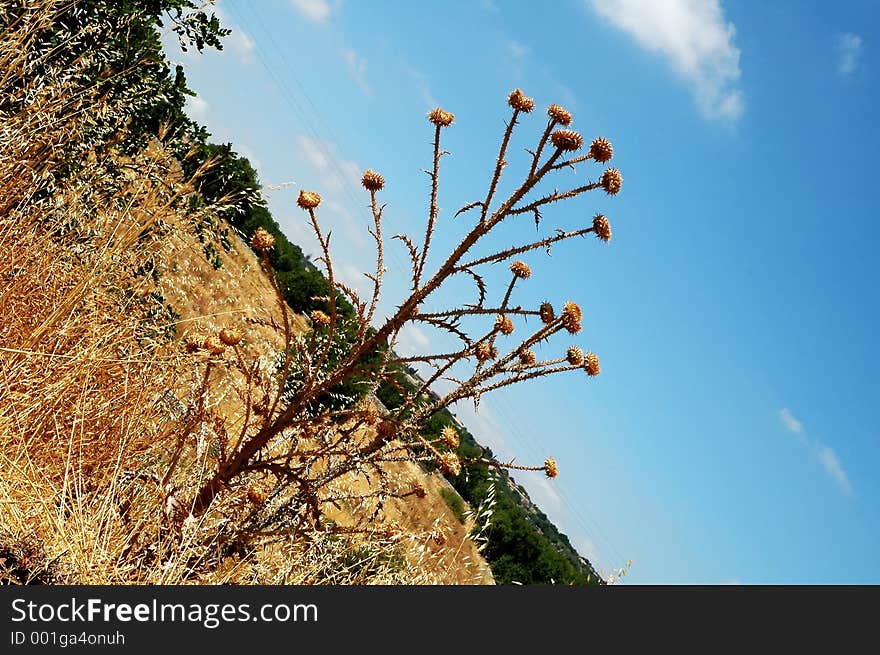 Dried out thistle. Dried out thistle