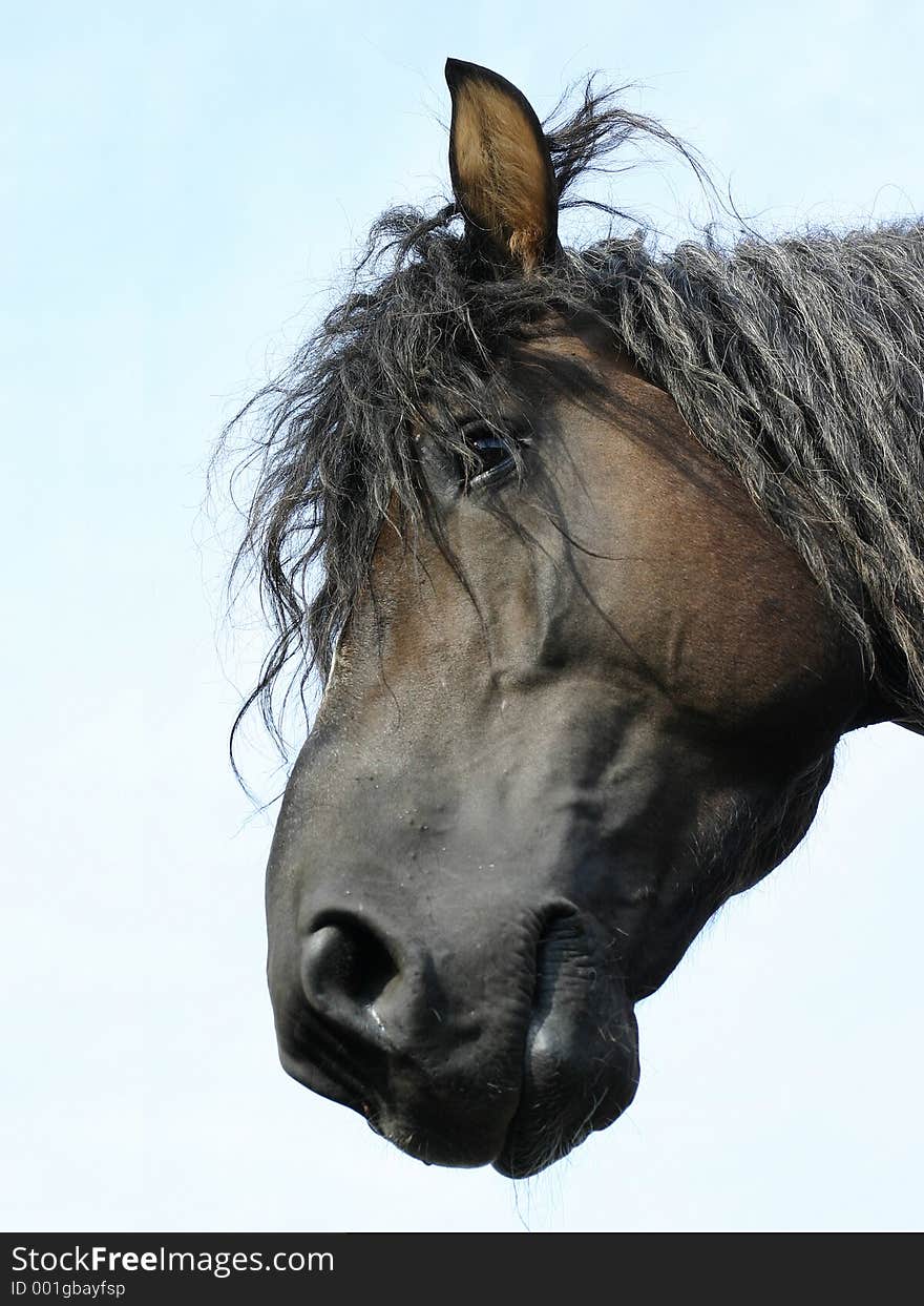 Russian shire horse stallion`s head, black and hairy, against blue sky.