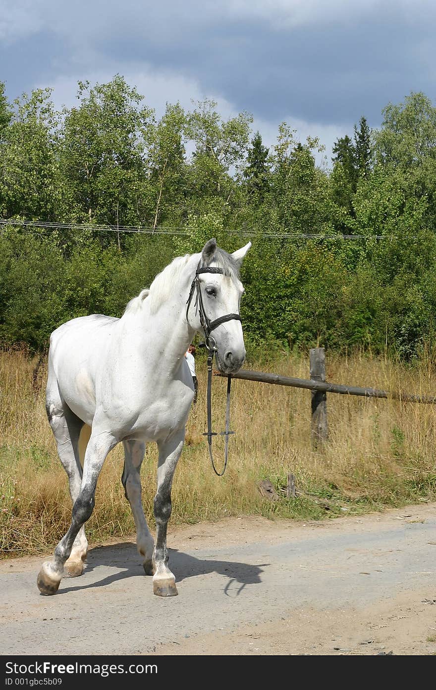 A grey Russian trotter standing on the road. A grey Russian trotter standing on the road