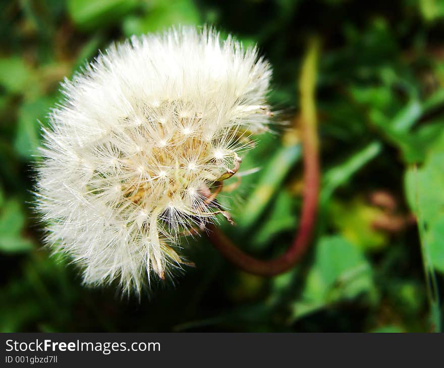 Macro shot of a blowball