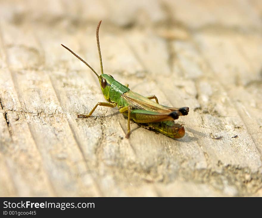 Grasshopper 0815_51