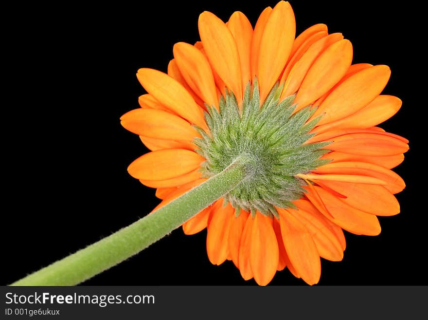 Gerber Daisy Underside Against Black