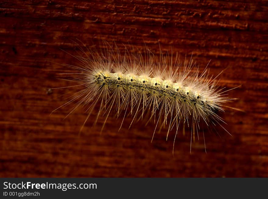 A yellow hairy caterpillar contrasts against a richly red wood texture. A yellow hairy caterpillar contrasts against a richly red wood texture.