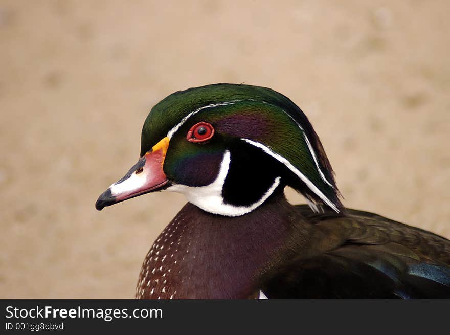 A colorful wood duck quirking his eye toward the viewer.