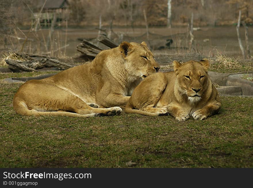 A pair of females lions grooming each other. A pair of females lions grooming each other.