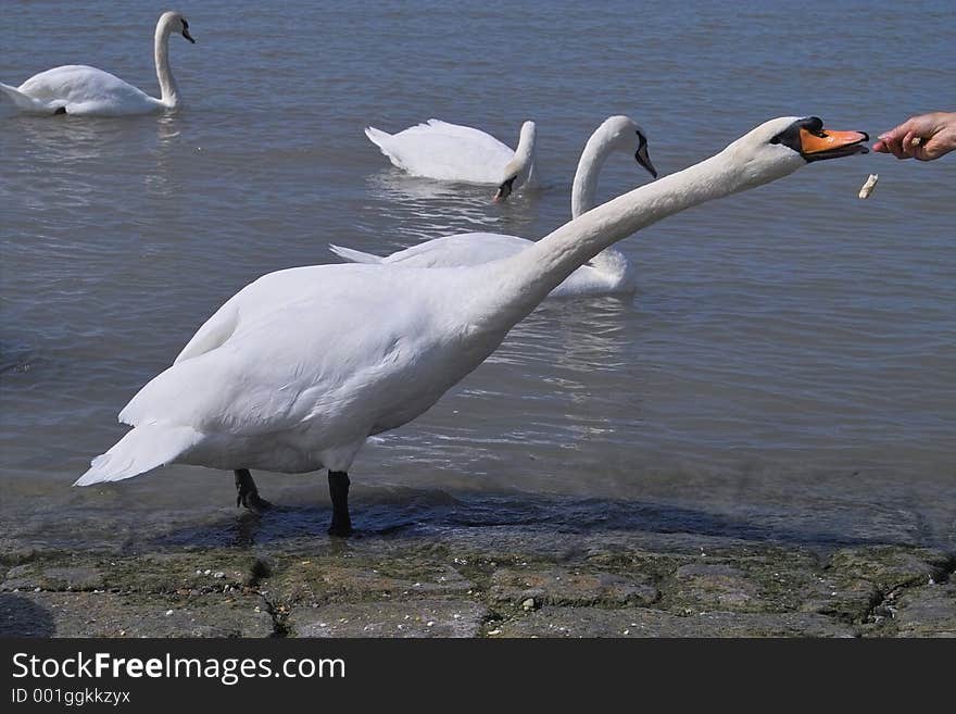 Feeding the white swan. Feeding the white swan