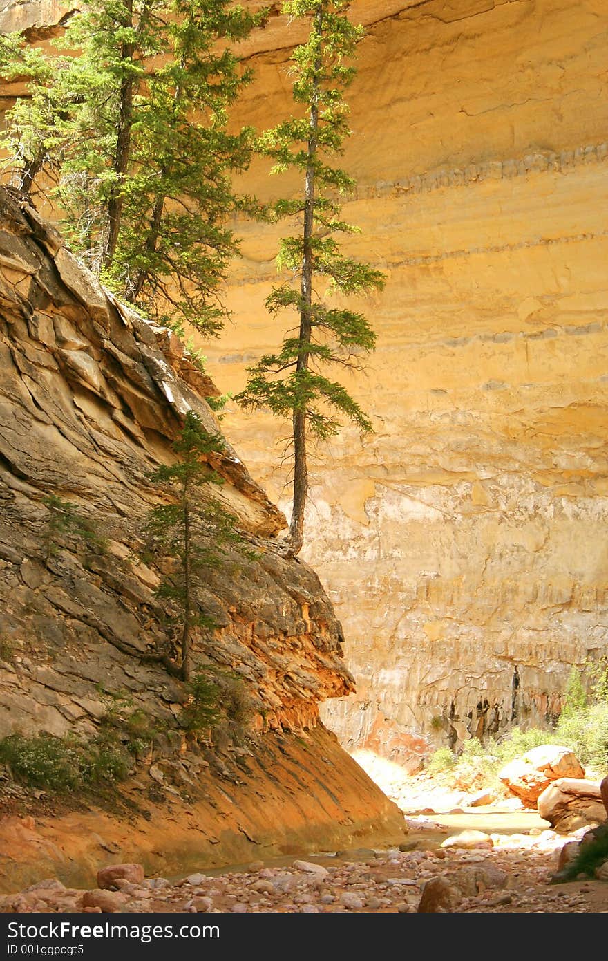 Hanging Pine Tree