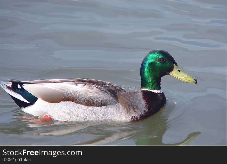 Canadian Duck