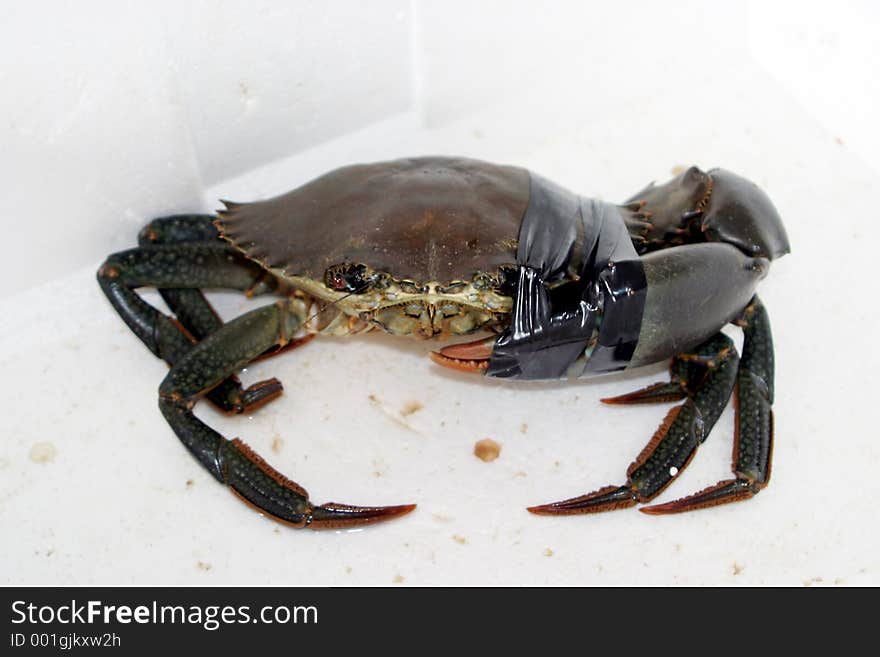 Crab with pincher taped. Crab with pincher taped