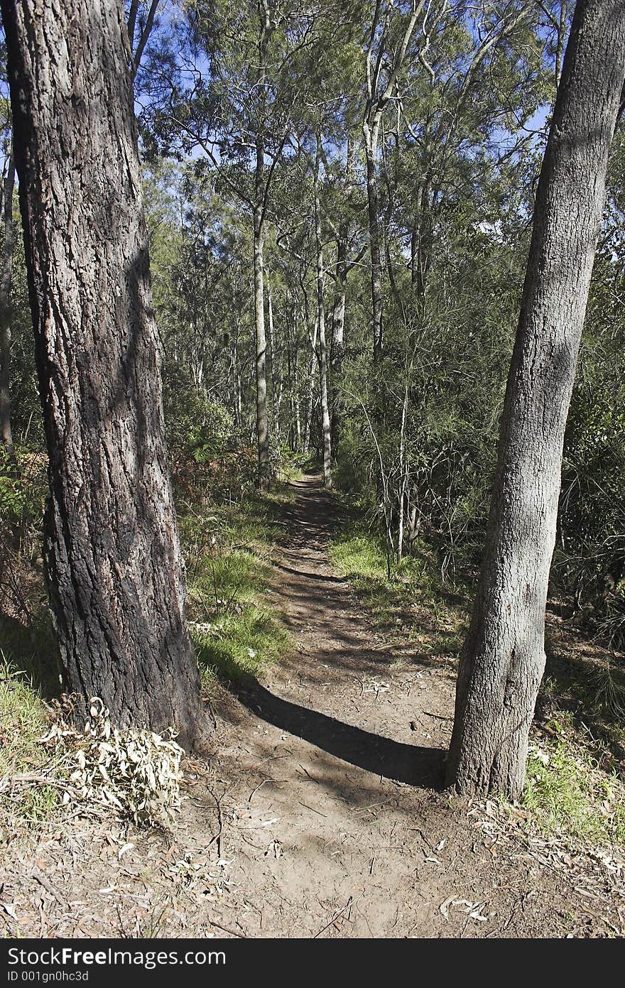 Forest Path