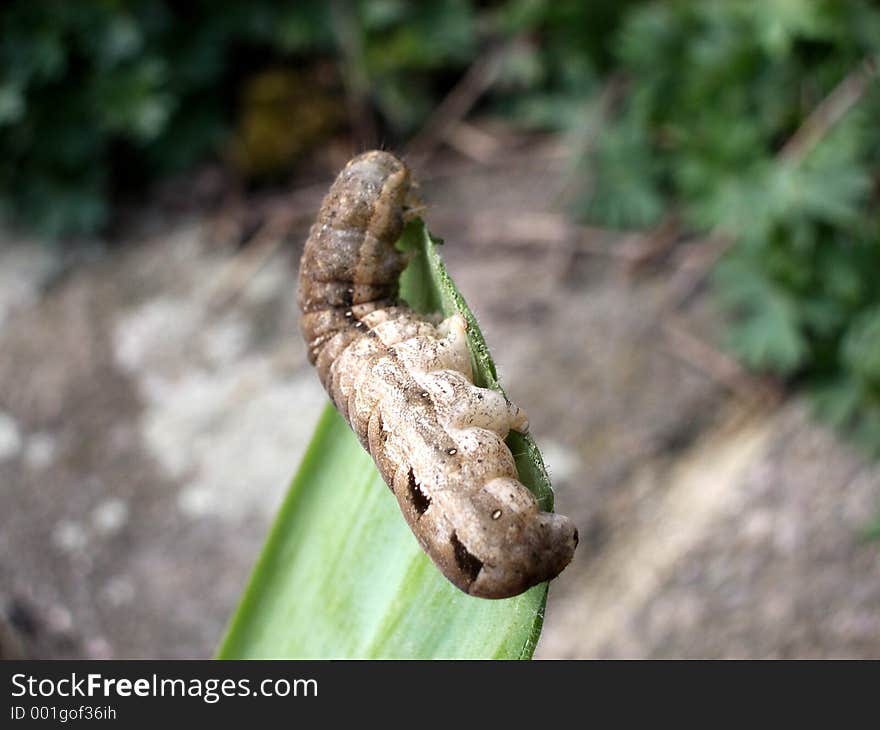 This is a caterpillar eating a leaf. This is a caterpillar eating a leaf.