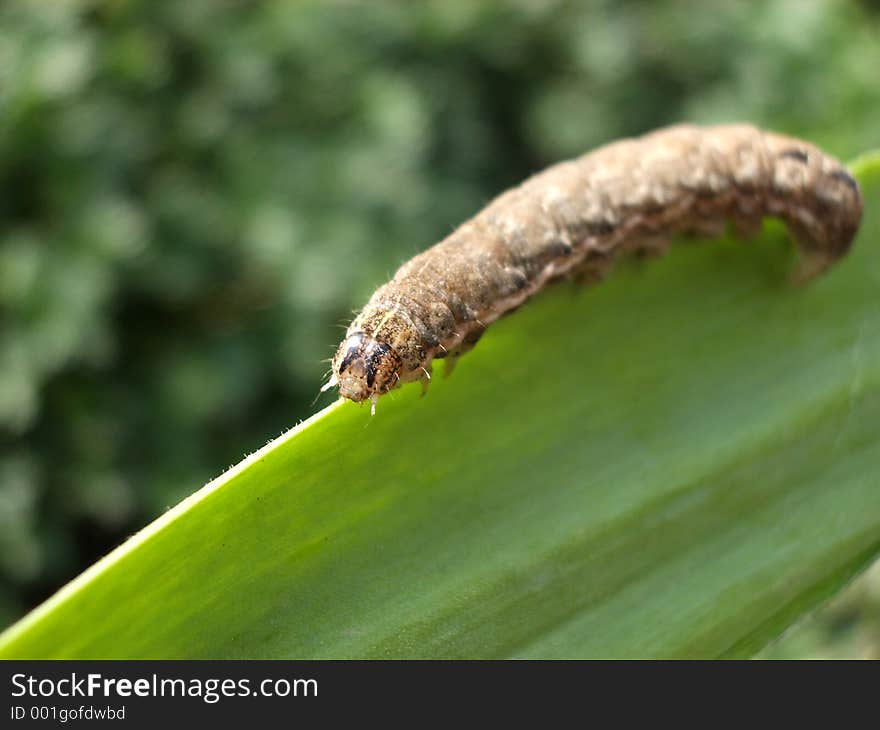 This is a caterpillar eating a leaf. This is a caterpillar eating a leaf.