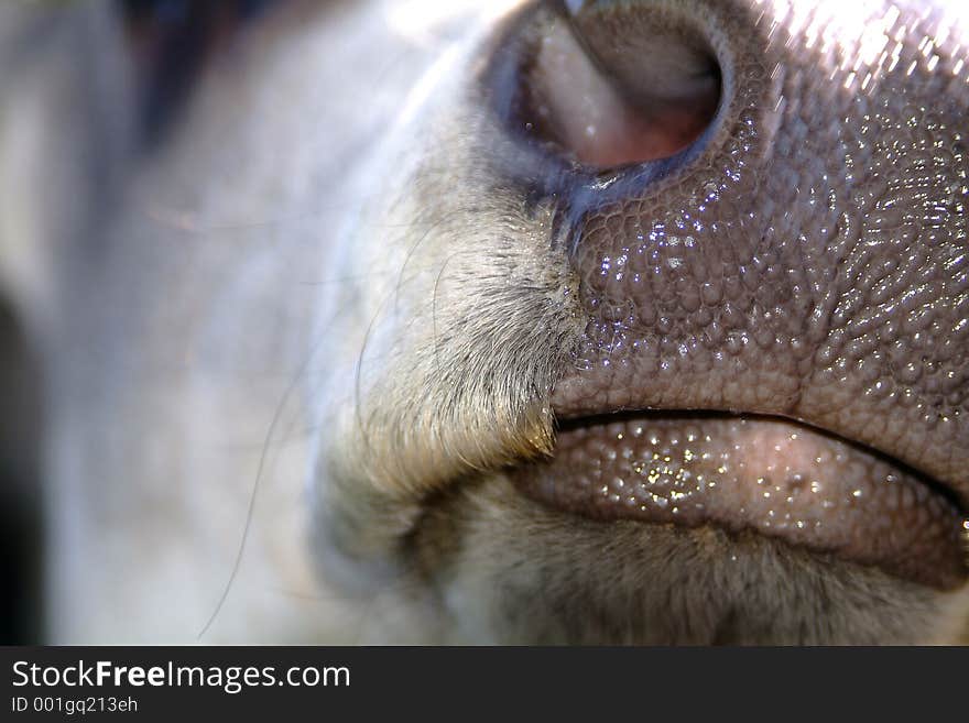 White zebu nose close-up