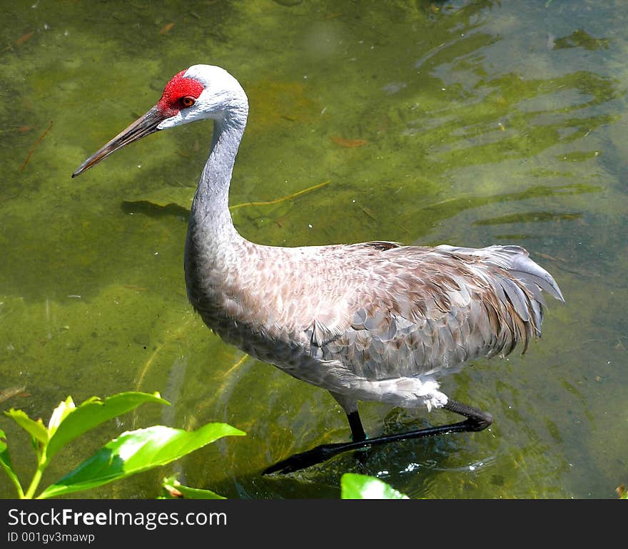 Tropical Bird Walking