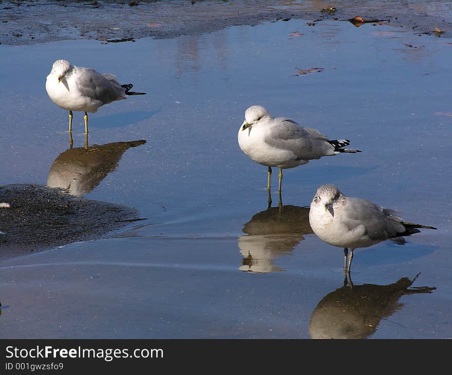 Three Ring-Billed Gulls standing in shallow, blue, reflective water. Three Ring-Billed Gulls standing in shallow, blue, reflective water