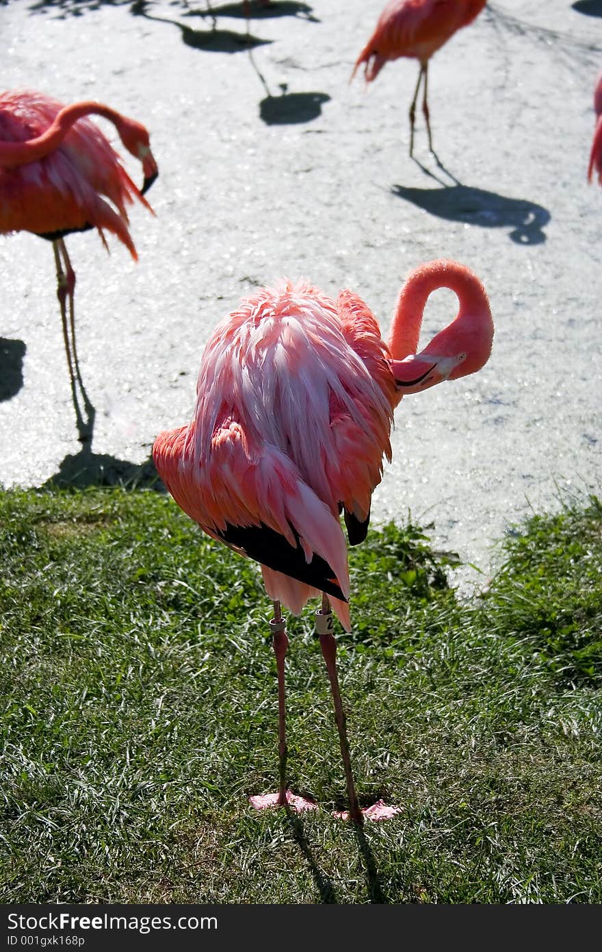 Flamingo