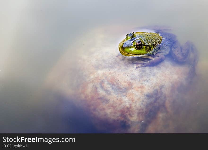 Frog