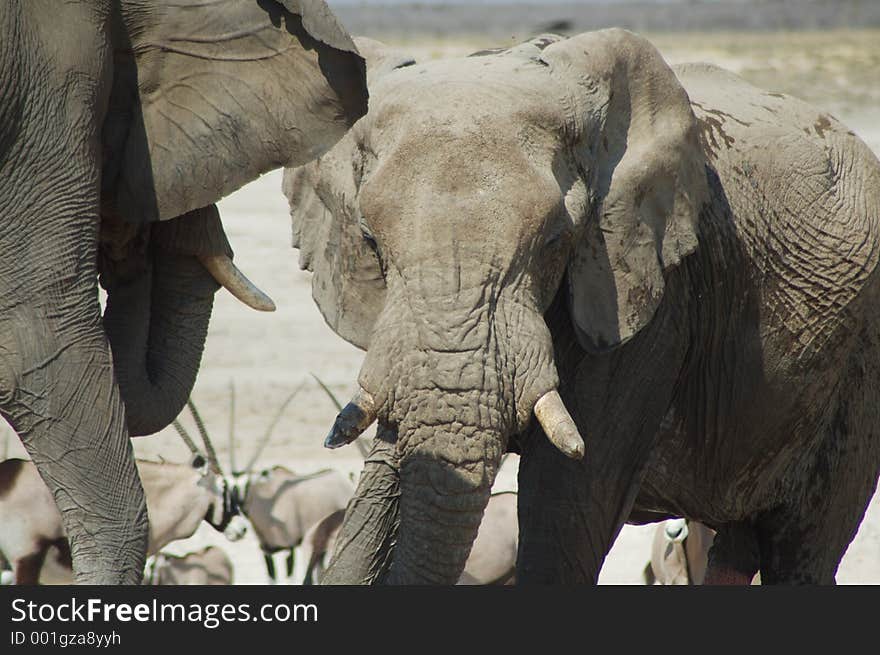 African elephants at a drinking hole in Etosha, Namibie