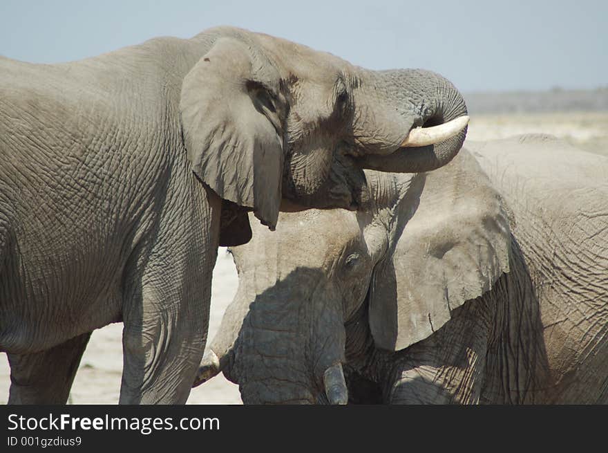 African elephants 2