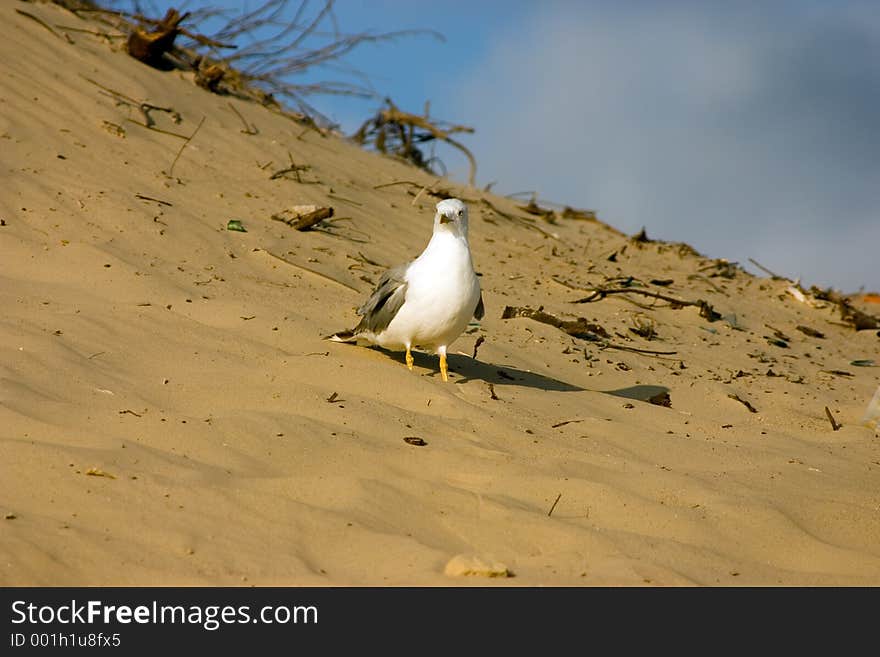 Seagull on the beach