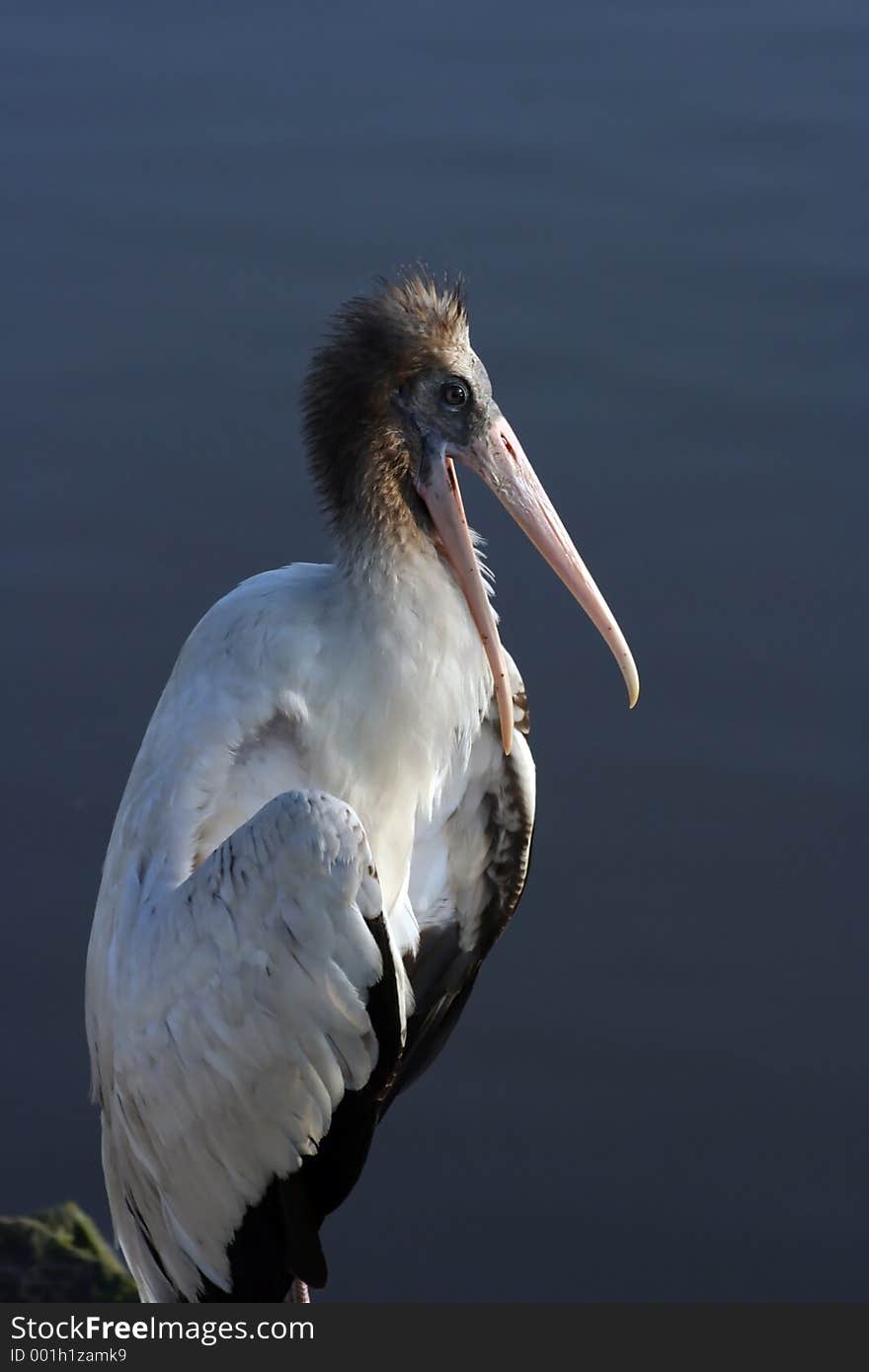 Pelican