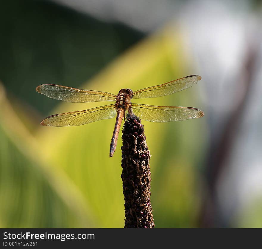 Dragonfly