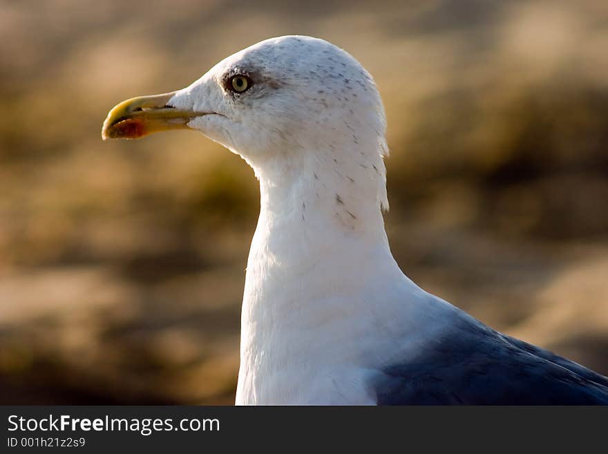 Seagull on beach